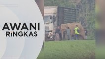 AWANI Ringkas: Konflik Haiwan - Manusia