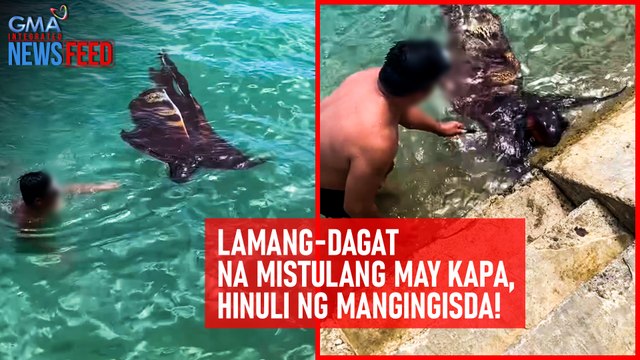 Lamang-dagat na mistulang may kapa, hinuli ng mangingisda! | GMA Integrated Newsfeed