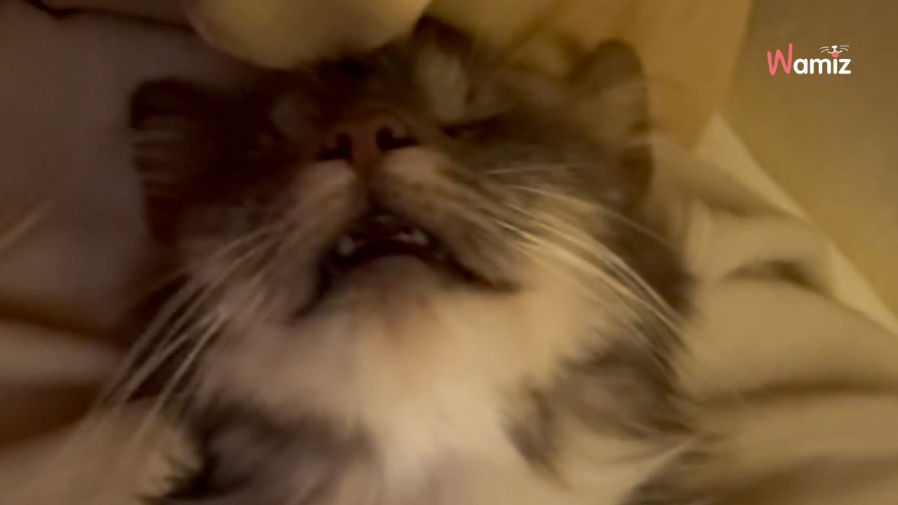 Une femme s’apprête à déménager : sa journée va être bouleverser par une rencontre inattendue