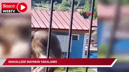 Mahallede maymun yakalandı