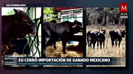 Crisis sanitaria obliga a EU a cerrar frontera con México por plaga peligrosa