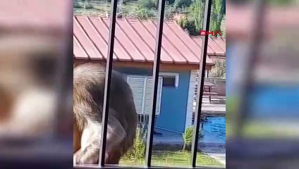 Muğla'da maymun yakaladı! Mahalleyi peşine taktı