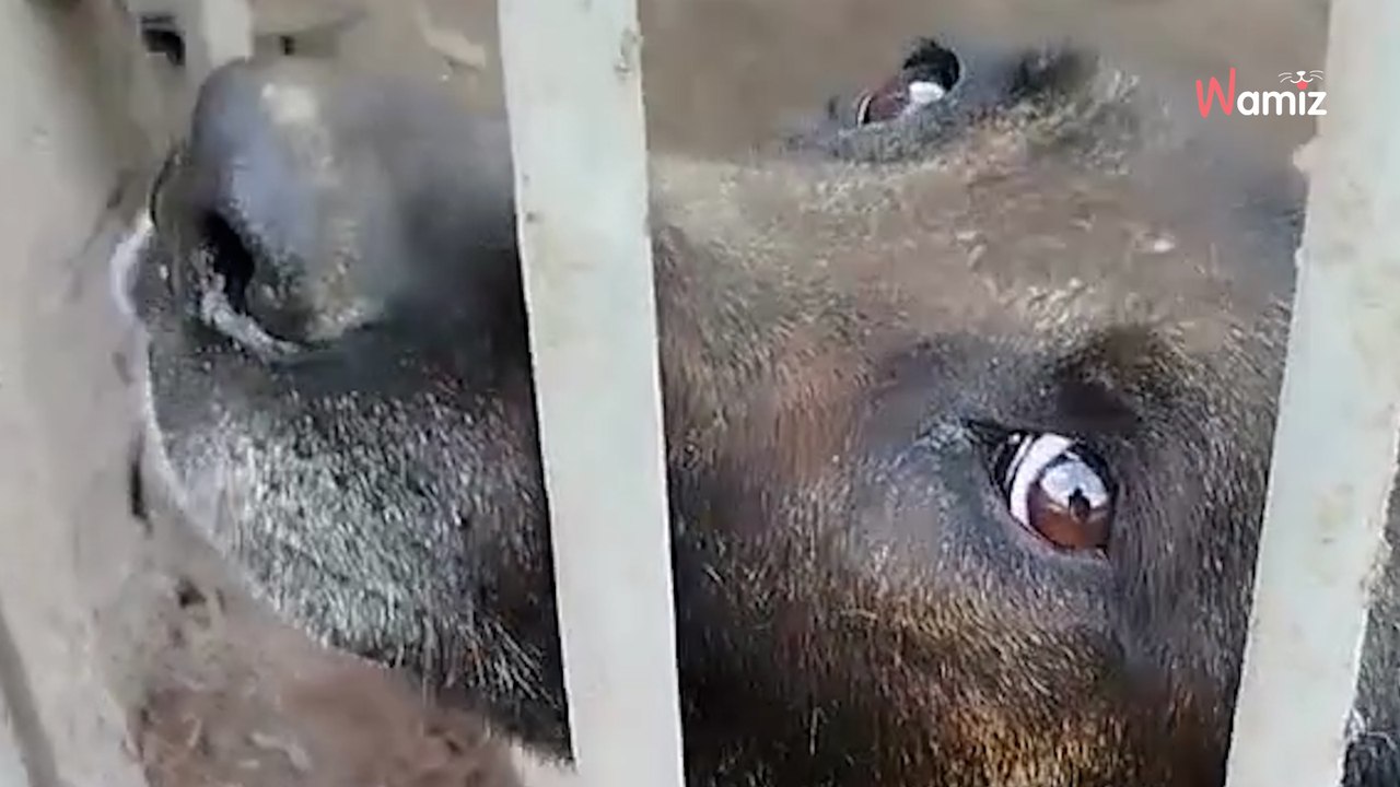 Il est gentil, mais il a fait des bêtises dans la maison : 24/24h dans un enclos, ce chien éprouve une tristesse infinie