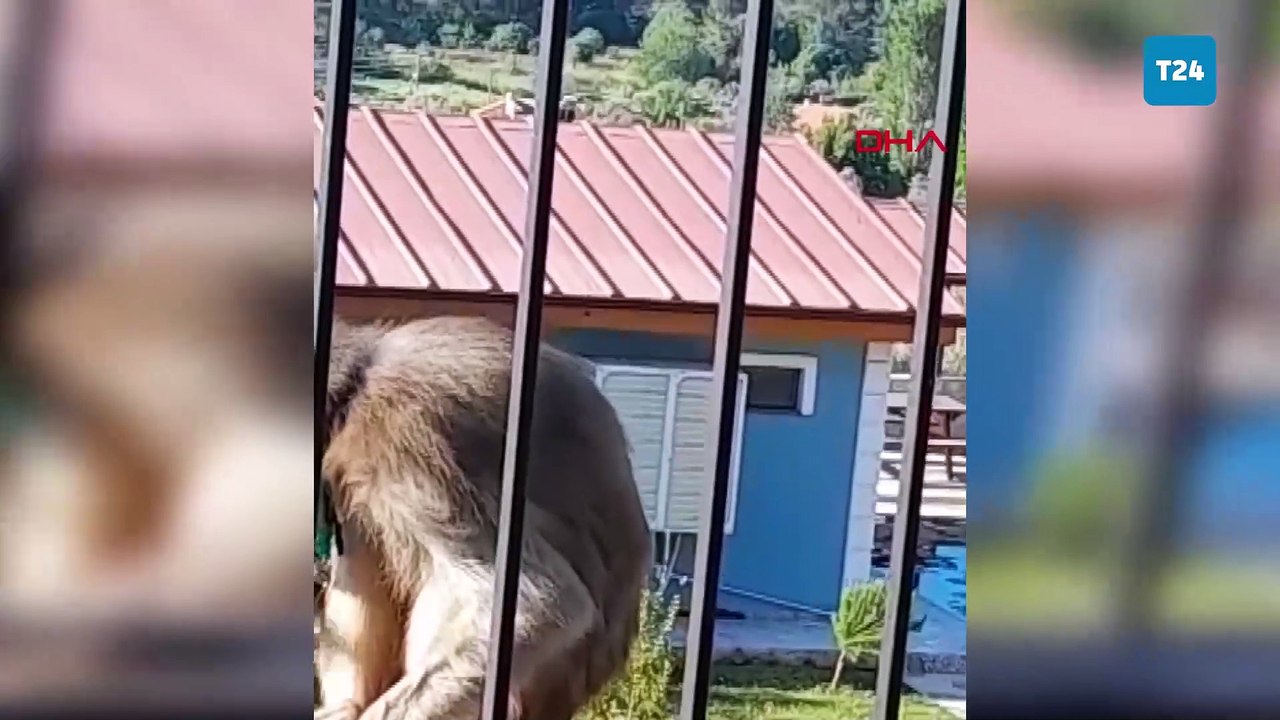 Mahallede maymun yakalandı