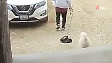 Mann schickt seinen Bruder mit dem Hund Gassi gehen: Doch der Spaziergang nimmt eine lustige Wendung (Video)