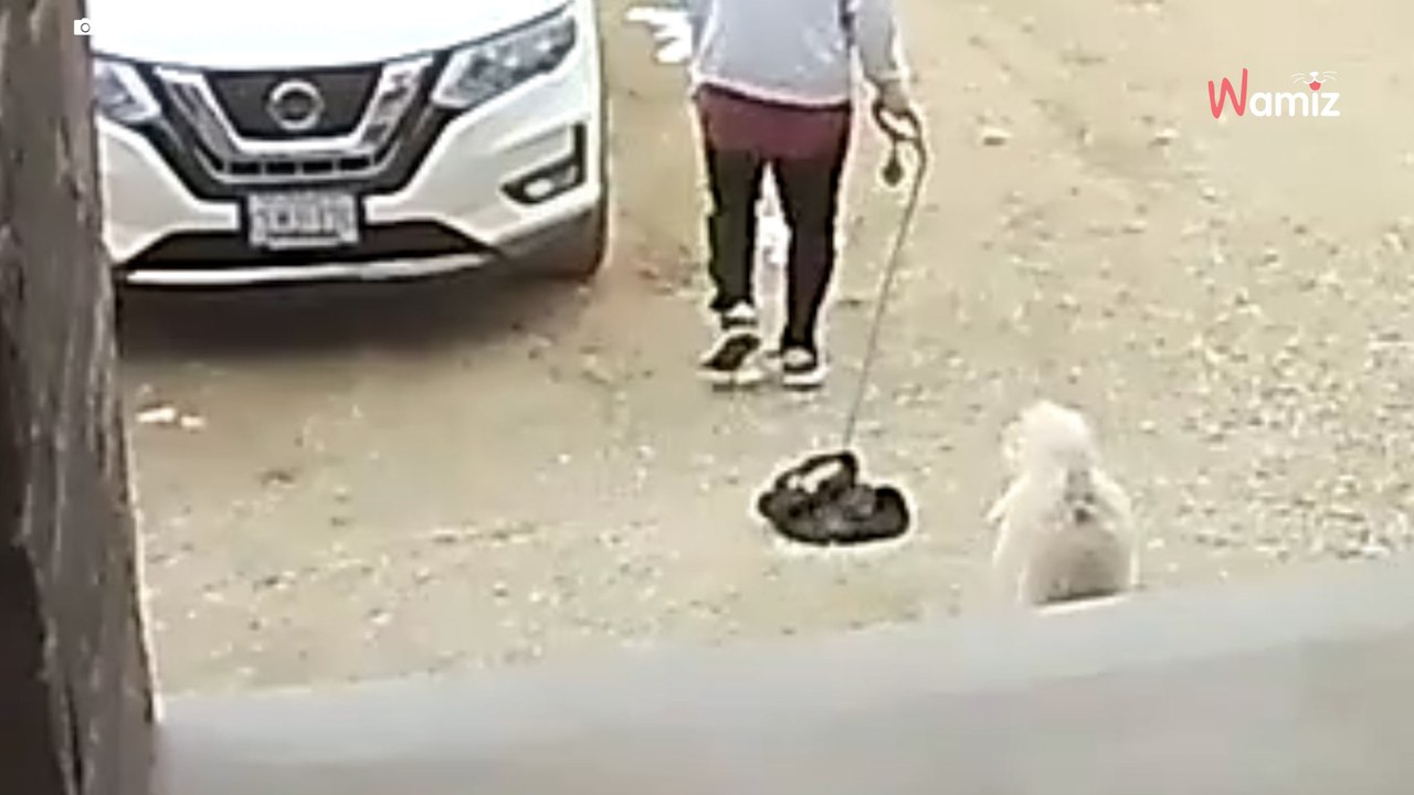 Mann schickt seinen Bruder mit dem Hund Gassi gehen: Doch der Spaziergang nimmt eine lustige Wendung (Video)