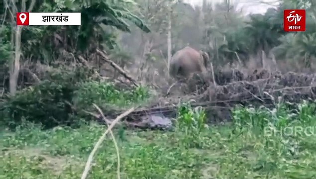 कोडरमा में जंगली हाथियों का हमला, शादी समारोह से लौट रहे बुजुर्ग को कुचलकर मार डाला