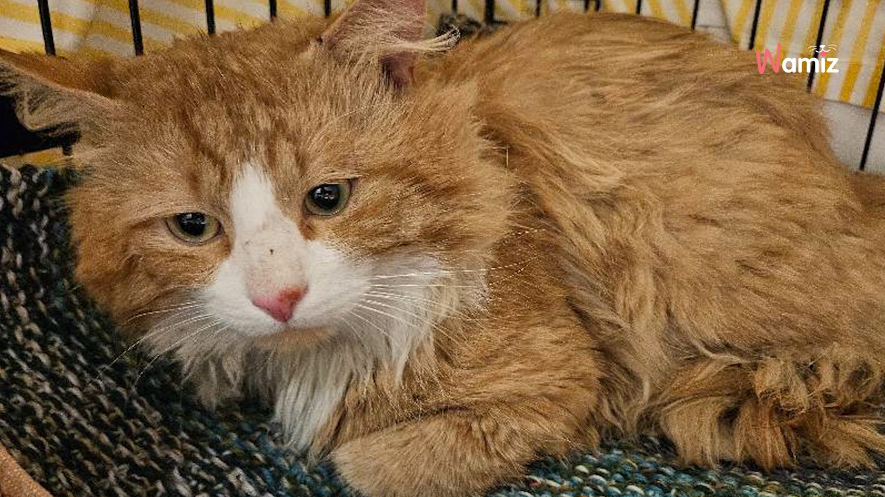 Une association capture un chat errant mal en point : en écartant ses poils longs, elle fait une terrible découverte