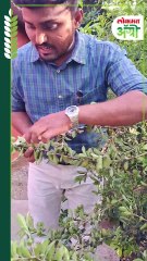 मिलीबगमुळे अख्खं झाड गेलं वाया! घरच्या घरी अशी घ्या काळजी