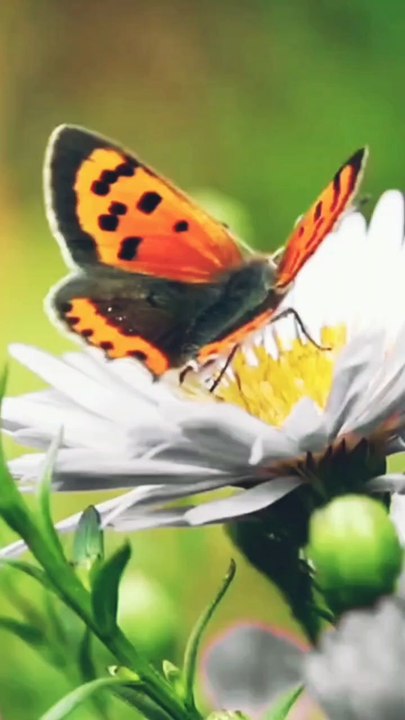 Butterfly and flower