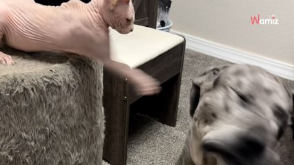 Sphynx cat playfully teases Great Dane who has the cutest reaction