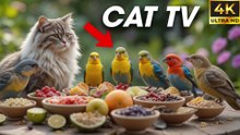Video for Cats to Watch Bird and Chipmunk Interact – It’s Wild Out There! - CatTV Central