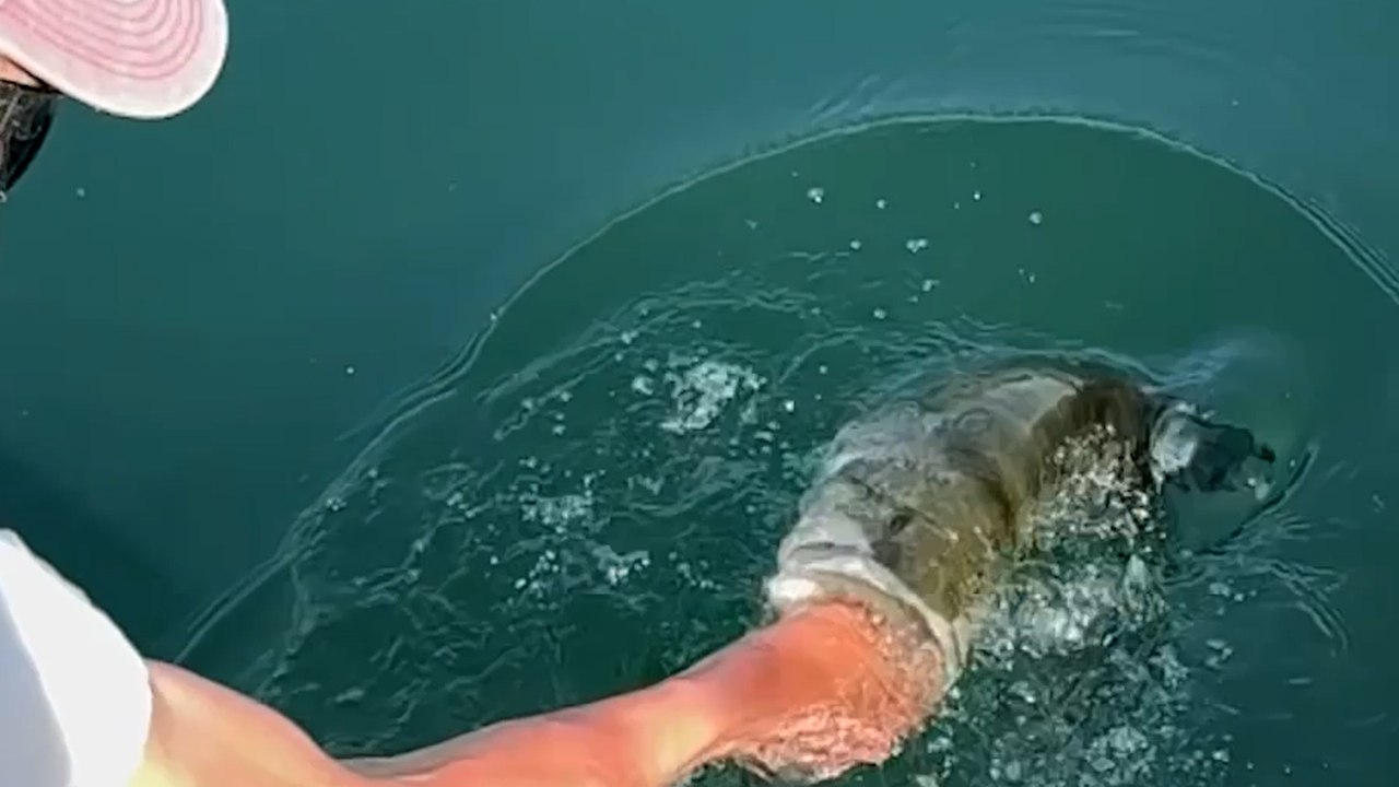 Mann fängt riesigen 50-cm-Barsch mit bloßen Händen