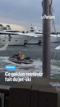 Un golden retriever fait du jet-ski en Floride