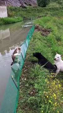 Animals new viral funny video 📸🤣🤣 animals lover 😍#animals fun 😎😊##shorts #shortvideos #viralvideos #viralshorts #funnyvideos #animals #animakslove #comedy