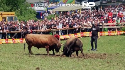 Bosnian girl breaks tradition by training fighting bull for historic tournaments