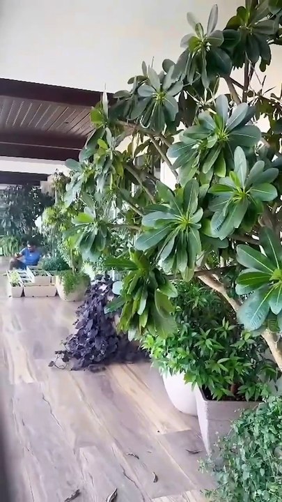 Buy famous Garden Pots in Sereno
