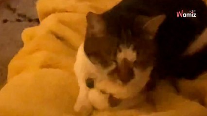 Surprise visitor gatecrashes girls’ night and helps woman recover from break-in