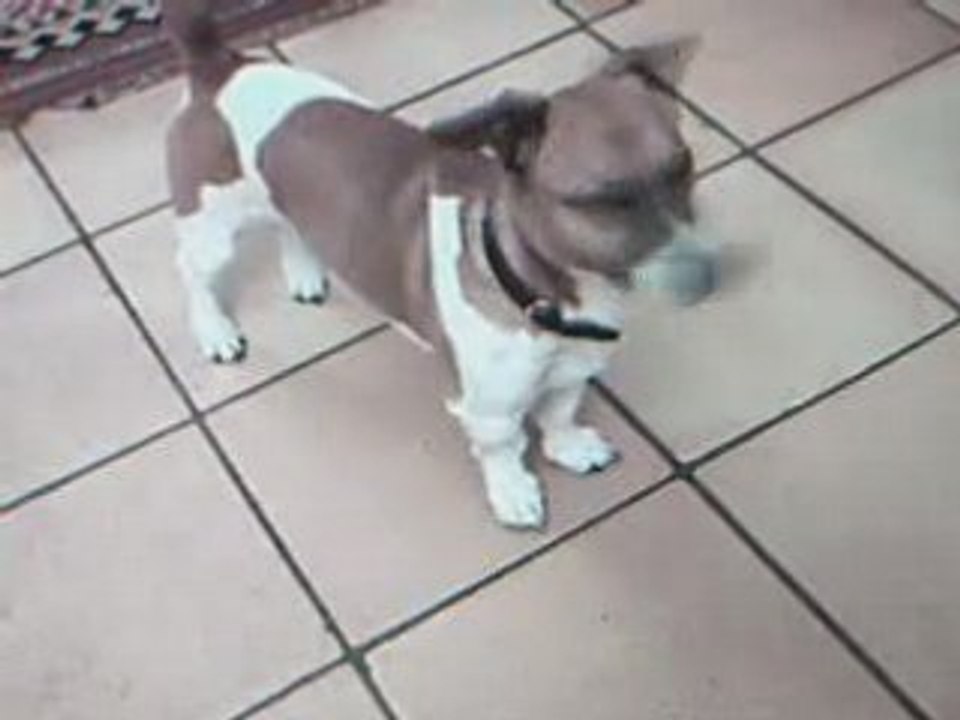 ouf de chien