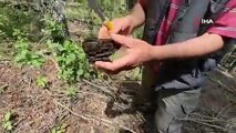 Doğada kendiliğinden yetişiyor, yerini bulan sır gibi saklıyor: ''Altın bulsak bu kadar sevinmeyiz''