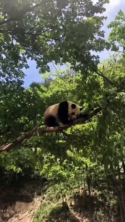 The daily life of pandas 🐼(92)   #Panda #Lovely