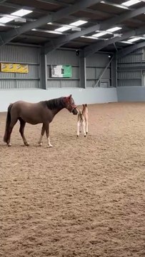 Burnley horse rescue charity HAPPA saves adorable pony Wotsit and her newborn foal Cheeto