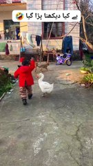 The duck is protecting the baby.