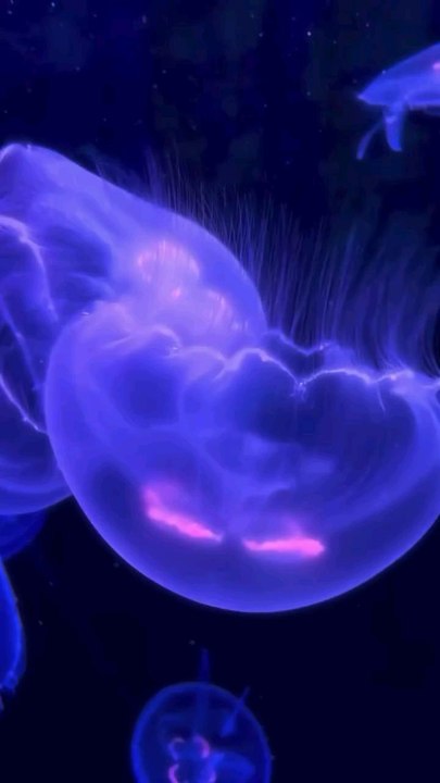 we need to search for the right way #islamic #islam #quran #muslims islam is the right way