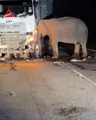 Les images déchirantes d'une maman éléphant, en deuil après que son petit a été percuté par un camion !