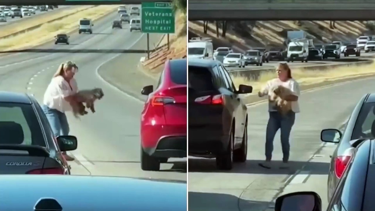 Una donna blocca il traffico in autostrada per salvare il cane ferito