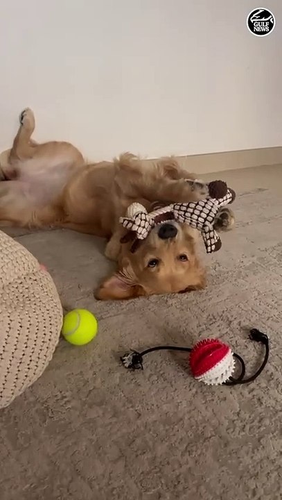 Ava’s hilarious soft toy chew attack