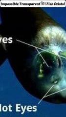 The Transparent head Fish? Its Impossible ! The deep sea creature?