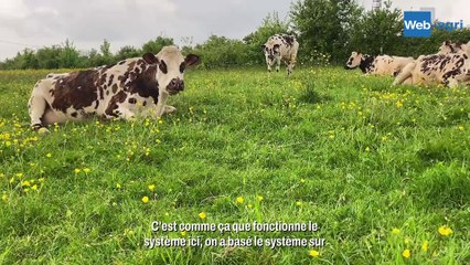 Chez Mickaël Lepage, les vaches pâturent 300 jours par an