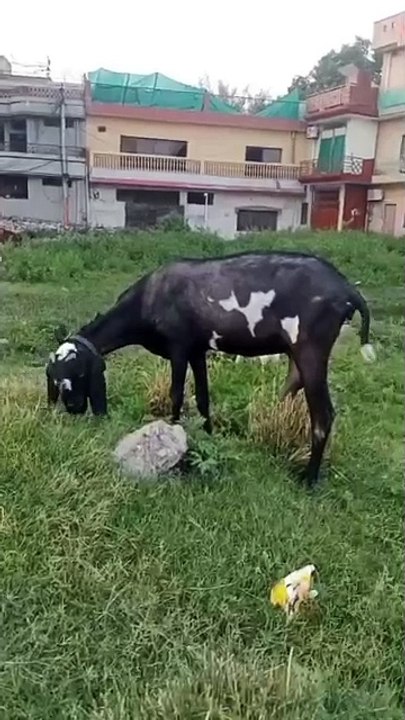 0333-5791449 Beetal Goat with Kid/Rawalpindi