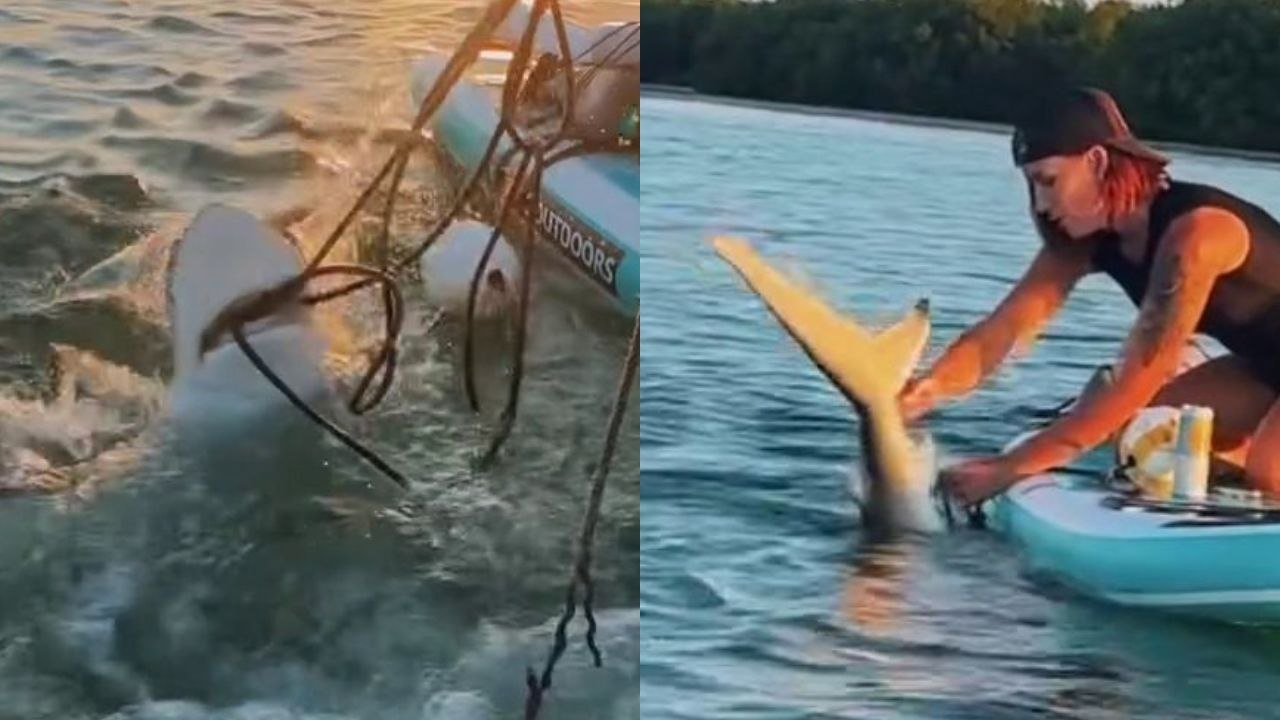 Woman rescues shark entangled in fishing line with her bare hands