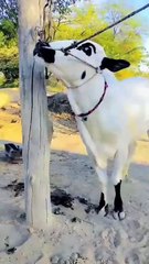 0334-5052614 Beautiful Fateh Jangi Bull for Qurbani 2025