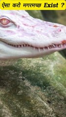 Do White crocodile Exist? Its Impossible ? The most Rare Animal .
