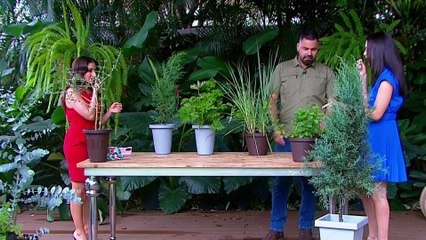 bd-plantas-aromaticas-130525