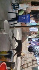 nueva integrante de la familia Belinda 😍😍