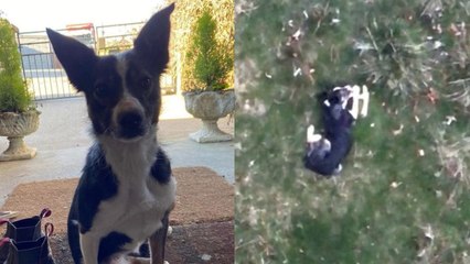 Pet detectives save lost collie using chicken and heat-seeking drones