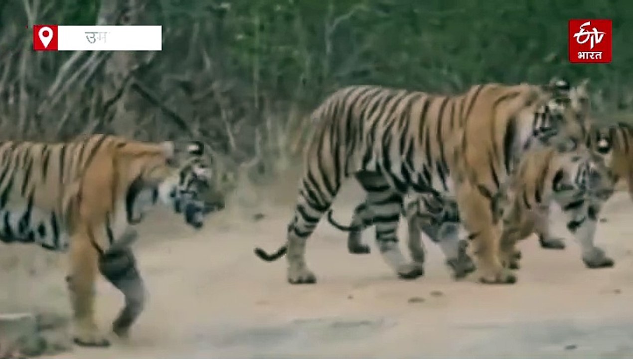 बांधवगढ़ टाइगर रिजर्व में सैर पर निकली टाइगर फैमिली, एक साथ 5 को देख पर्यटक हुए हैरान