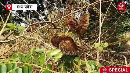 जिंदगी बचाने के साथ पैसे दिलाता है गटारन, गुणों की खान से भरपूर