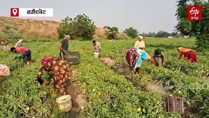 ਮਿਹਨਤ ਦਾ ਫਲ ਉਦੋਂ ਹੋਇਆ ਬੇਕਾਰ, ਜਦੋਂ ਜੰਗੀ ਹਲਾਤਾਂ ਨੇ ਵਿਗਾੜੇ ਸਬਜ਼ੀ ਕਾਸ਼ਤਕਾਰਾਂ ਦੇ ਹਾਲਾਤ, ਮਹਿੰਗੇ ਭਾਅ 'ਤੇ ਜ਼ਮੀਨਾਂ ਠੇਕੇ 'ਤੇ ਲੈ ਕੇ ਕੀਤੀ ਸੀ ਟਮਾਟਰਾਂ ਦੀ ਖੇਤੀ