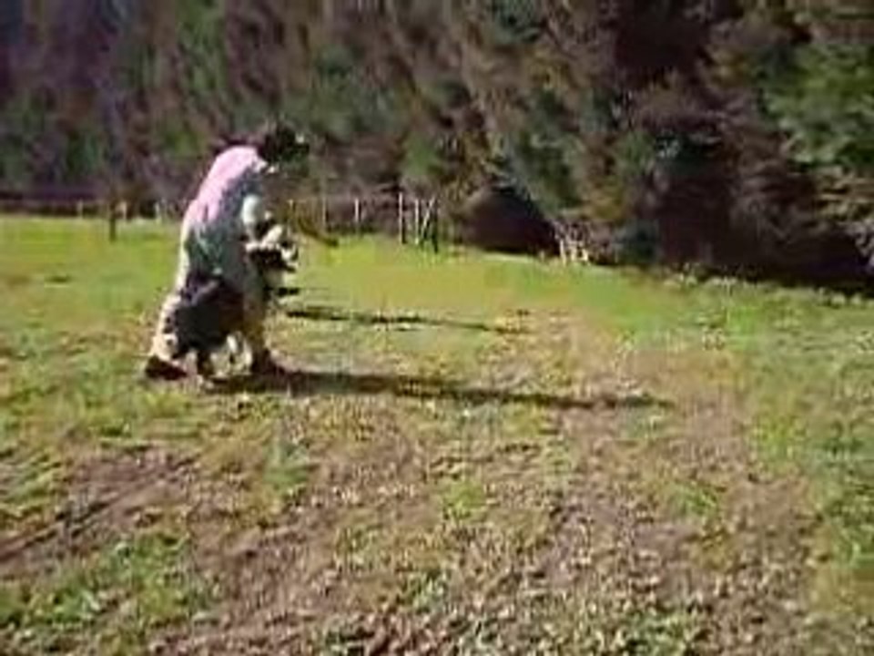 Dog dancing
