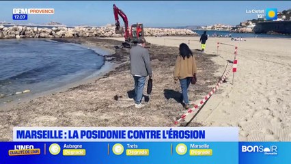 Marseille: la ville expérimente la posidonie pour retenir le sable de quatre plages