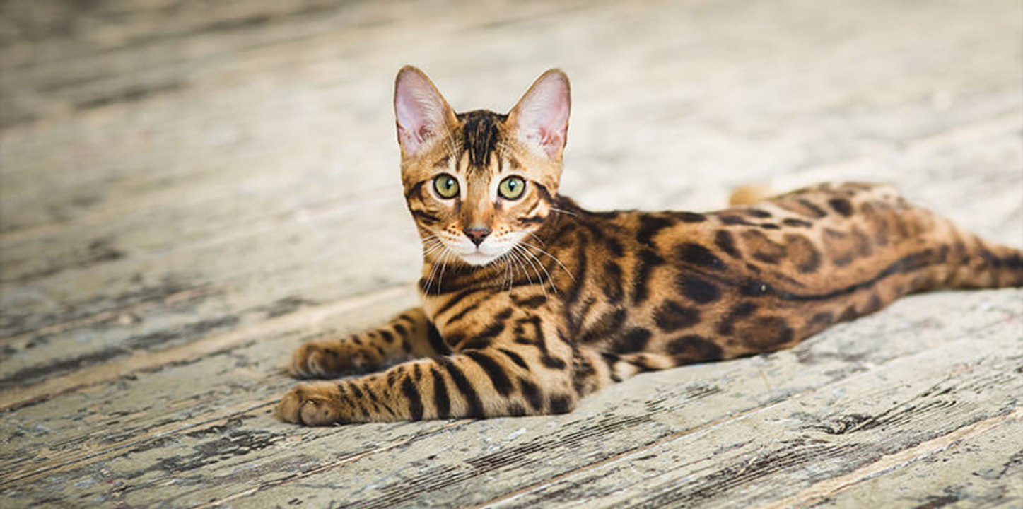 T'imites bien le chat toi ?