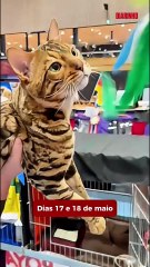 Exposição Internacional reúne mais de 100 gatos em Balneário Camboriú