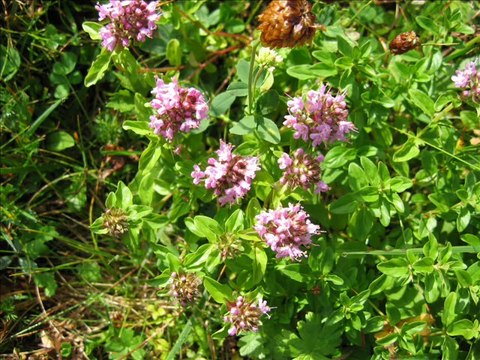 Sizi Bekliyor Sizi-Gülen Köyü
