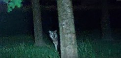 Un loup vu à Châteaufarine, près de Besançon