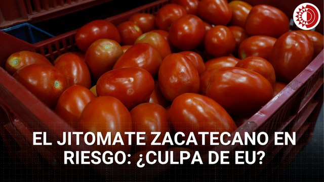 Productores de jitomate en Zacatecas, entre el sol del semidesierto y la sombra de aranceles de EU